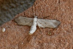 Glaucina erroraria