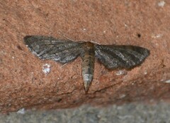 Protoproutia laredoata