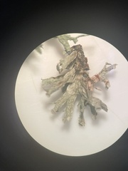 Ramalina culbersoniorum