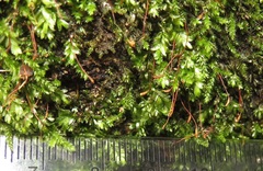 Entodontopsis nitens