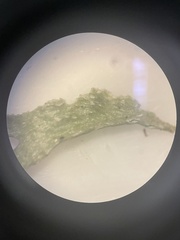 Ramalina culbersoniorum