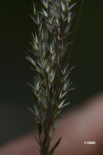 Agrostis emirnensis image