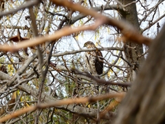 Accipiter chilensis