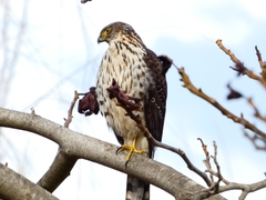 Accipiter chilensis