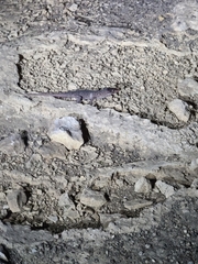 Lepidophyma