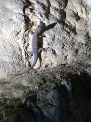 Lepidophyma