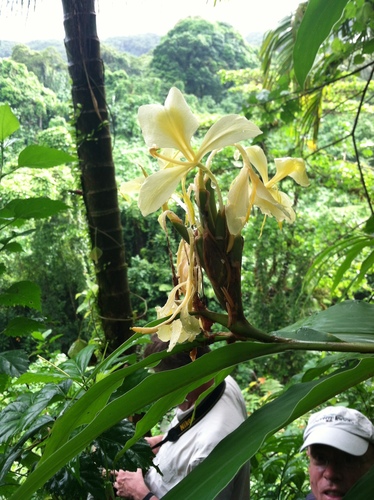 Hedychium coronarium observed 2013-04-05