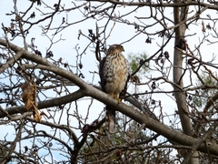 Accipiter chilensis