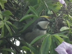 Apalis thoracica capensis