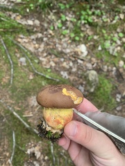 Butyriboletus brunneus