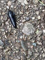 Necrophila americana