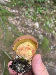 Butyriboletus brunneus