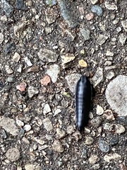 Necrophila americana