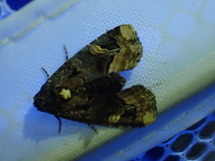 Homophoberia apicosa