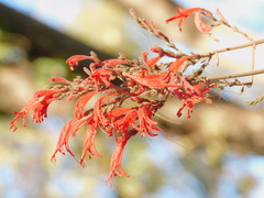 Thyrsacanthus boliviensis
