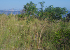 Crotalaria laburnifolia