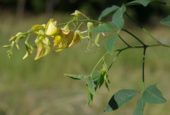 Crotalaria laburnifolia