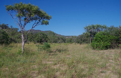 Crotalaria laburnifolia