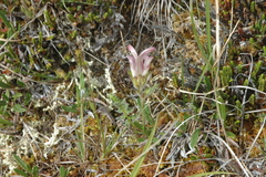 Pedicularis capitata