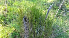 Lepidobolus drapetocoleus