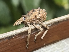 Leptopius brachystylus