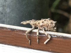 Leptopius brachystylus