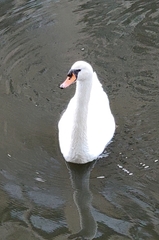 Cygnus olor