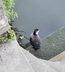Fulica atra