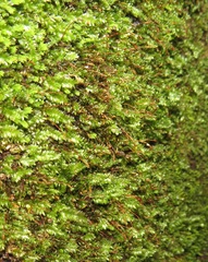 Entodontopsis nitens