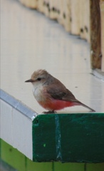 Pyrocephalus rubinus