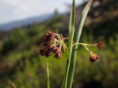 Luzula piperi