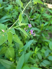 Solanum dulcamara