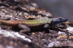 Platysaurus intermedius