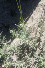 Artemisia tilesii