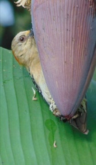 Melanerpes rubricapillus