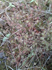 Drosera rotundifolia