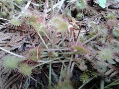 Drosera rotundifolia