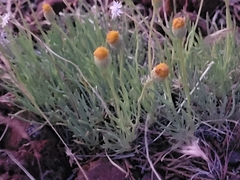 Erigeron bloomeri