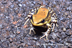 Hydrophylax bahuvistara