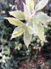 Cystotheca lanestris