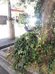 Cystotheca lanestris