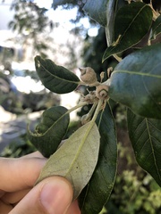 Cystotheca lanestris