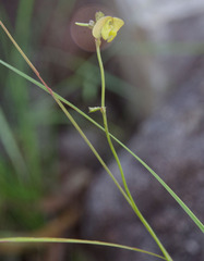 Vigna radiata sublobata