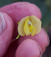 Vigna radiata sublobata