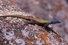Platysaurus intermedius