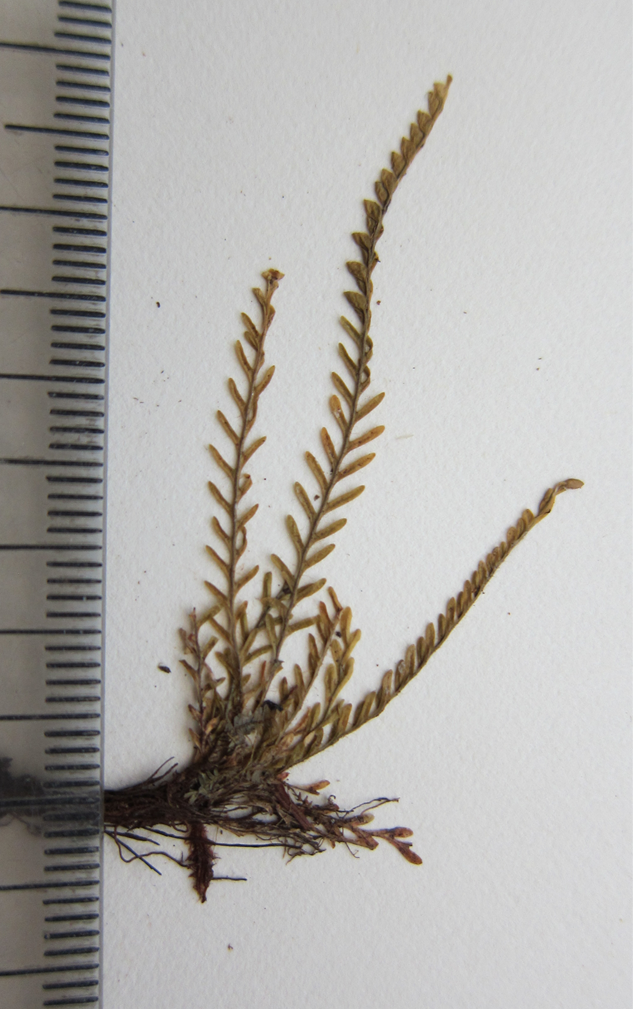 Calymmodon conduplicatus