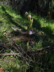 Thelymitra pallidifructus