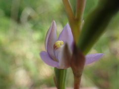 Thelymitra pallidifructus