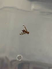 Xanthacrona tuberosa