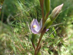 Thelymitra pallidifructus